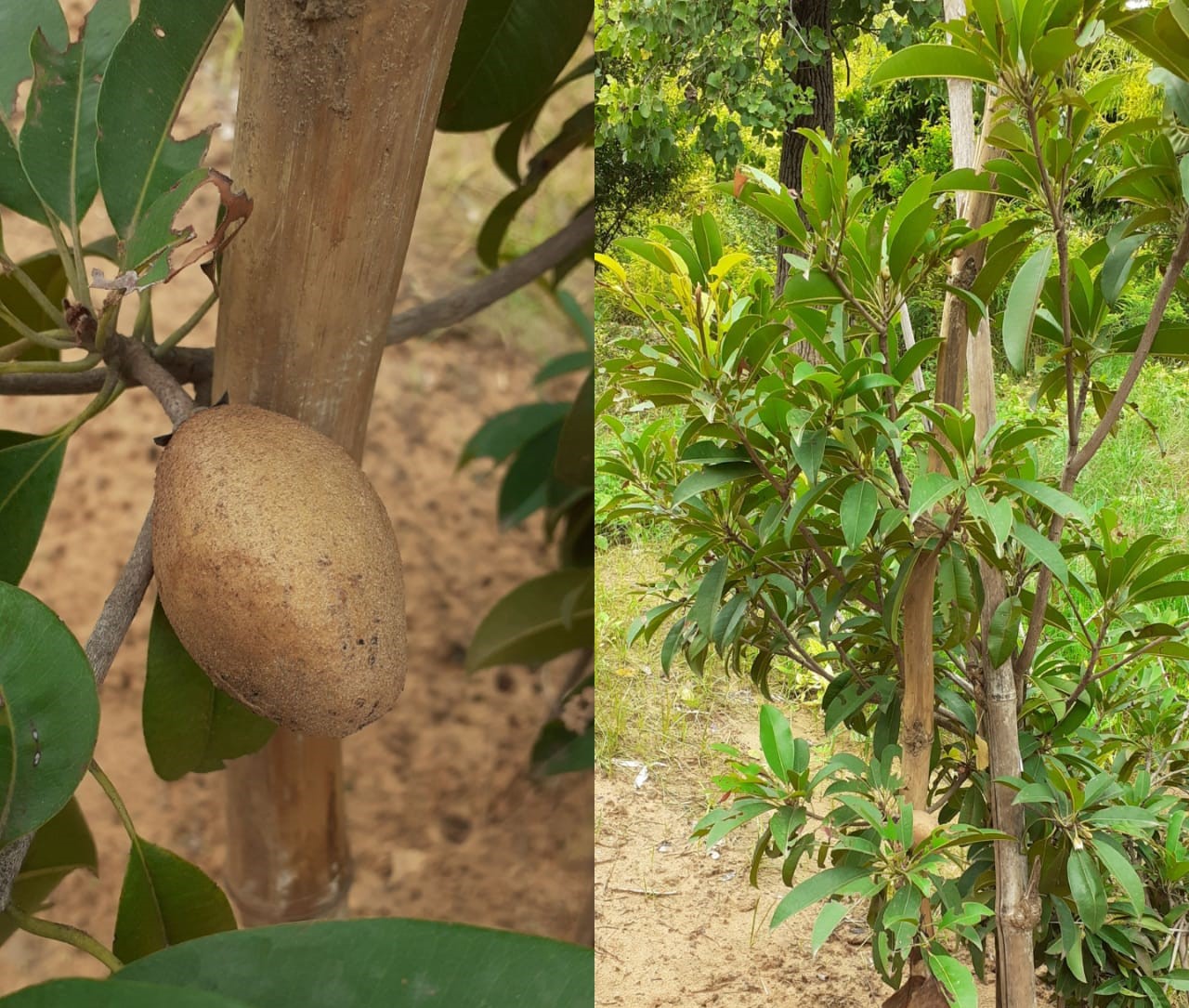 Fruitful Plants