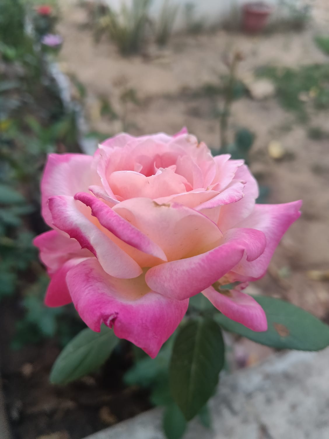 Decorative Plants