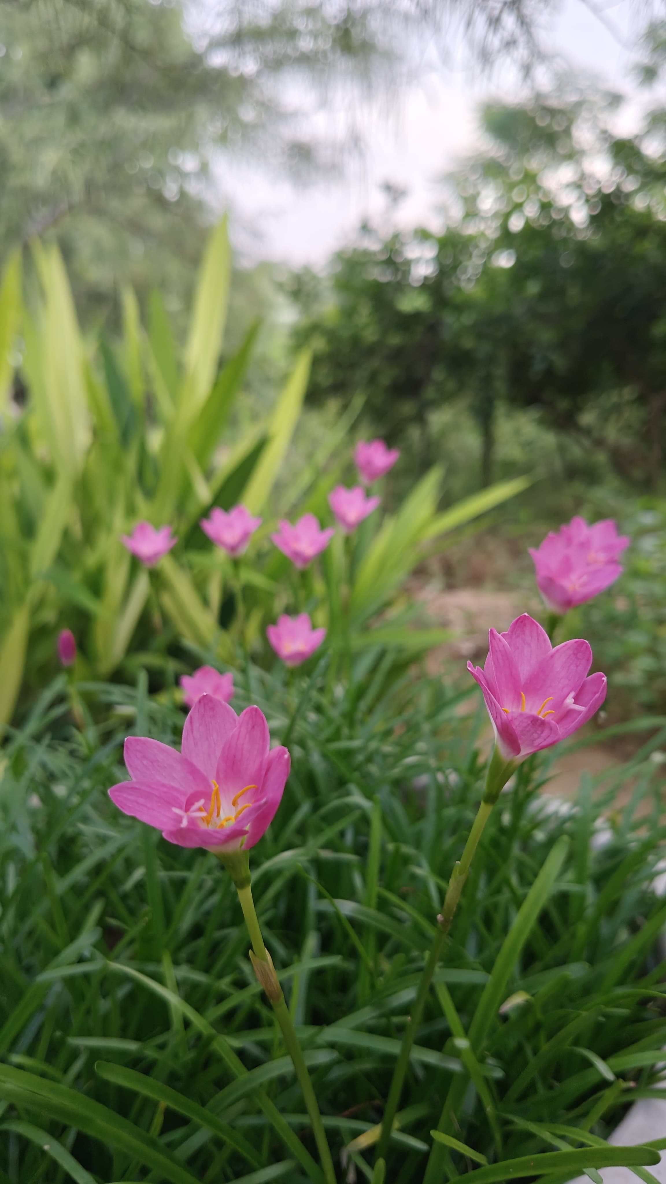Decorative Plants