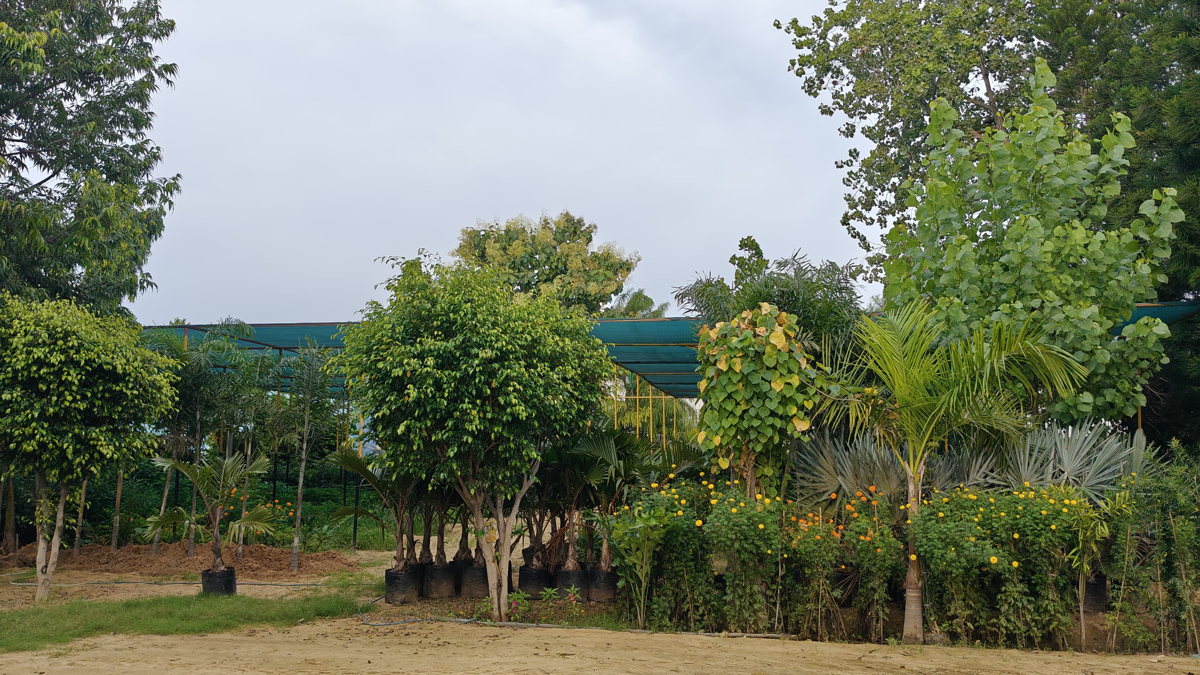 Medicinal Plants