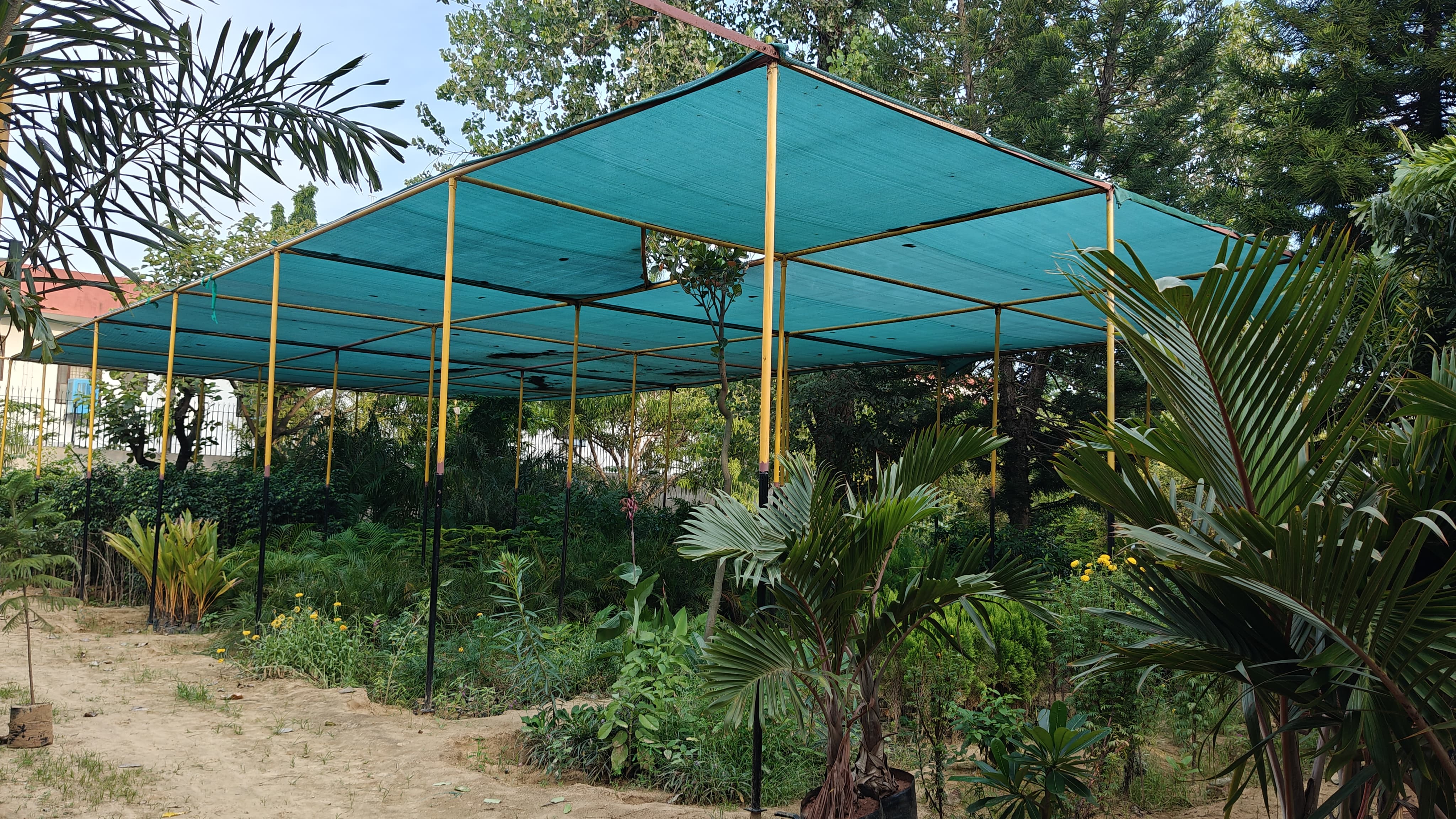 Fruit Trees